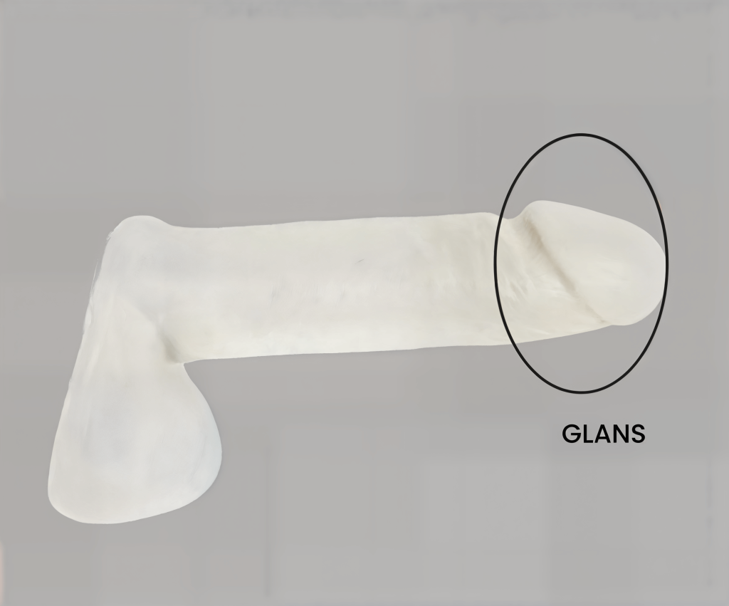 Penis Glans Enlargement