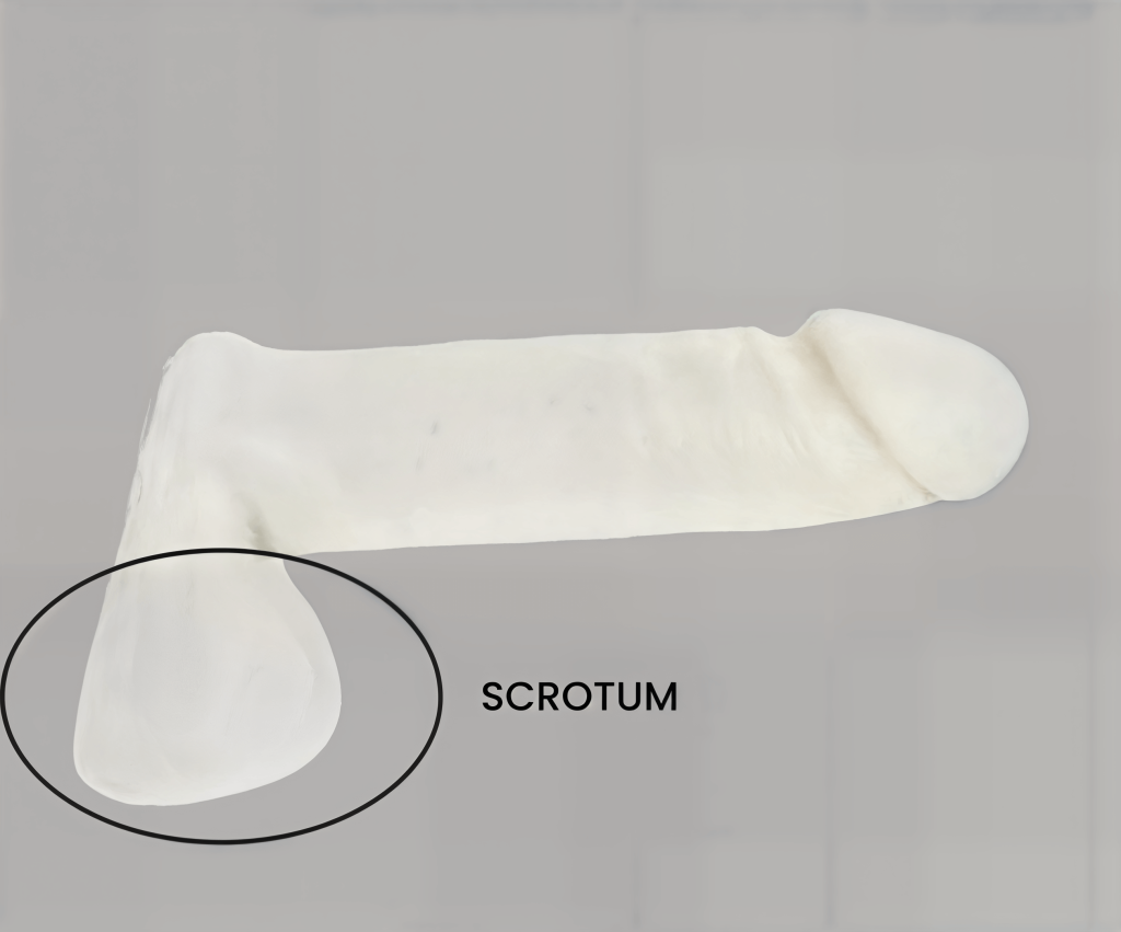 Scrotal Enhancement